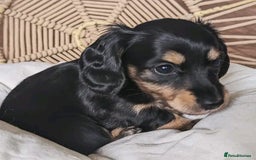 Miniature Dachshund dogs for sale: Charming Miniature Dachshund Puppies - Advert 5