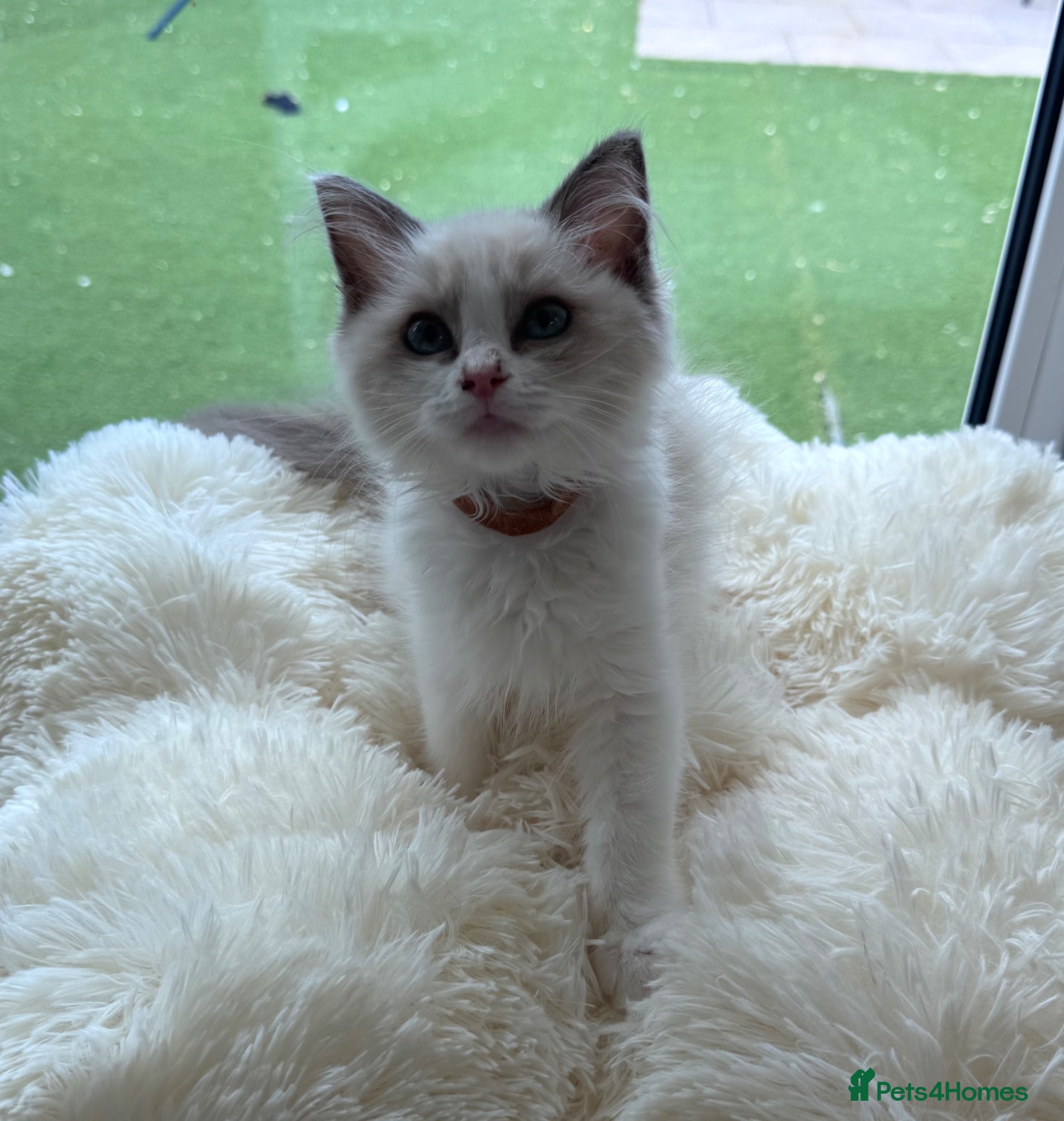 Ragdoll cats Beautiful TICA registered Ragdoll Kittens  - Advert 2
