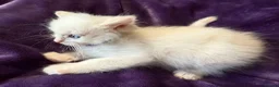 Ragdoll cats for sale: Rare flame point boy pure bred white fur blue eyes - Advert 7