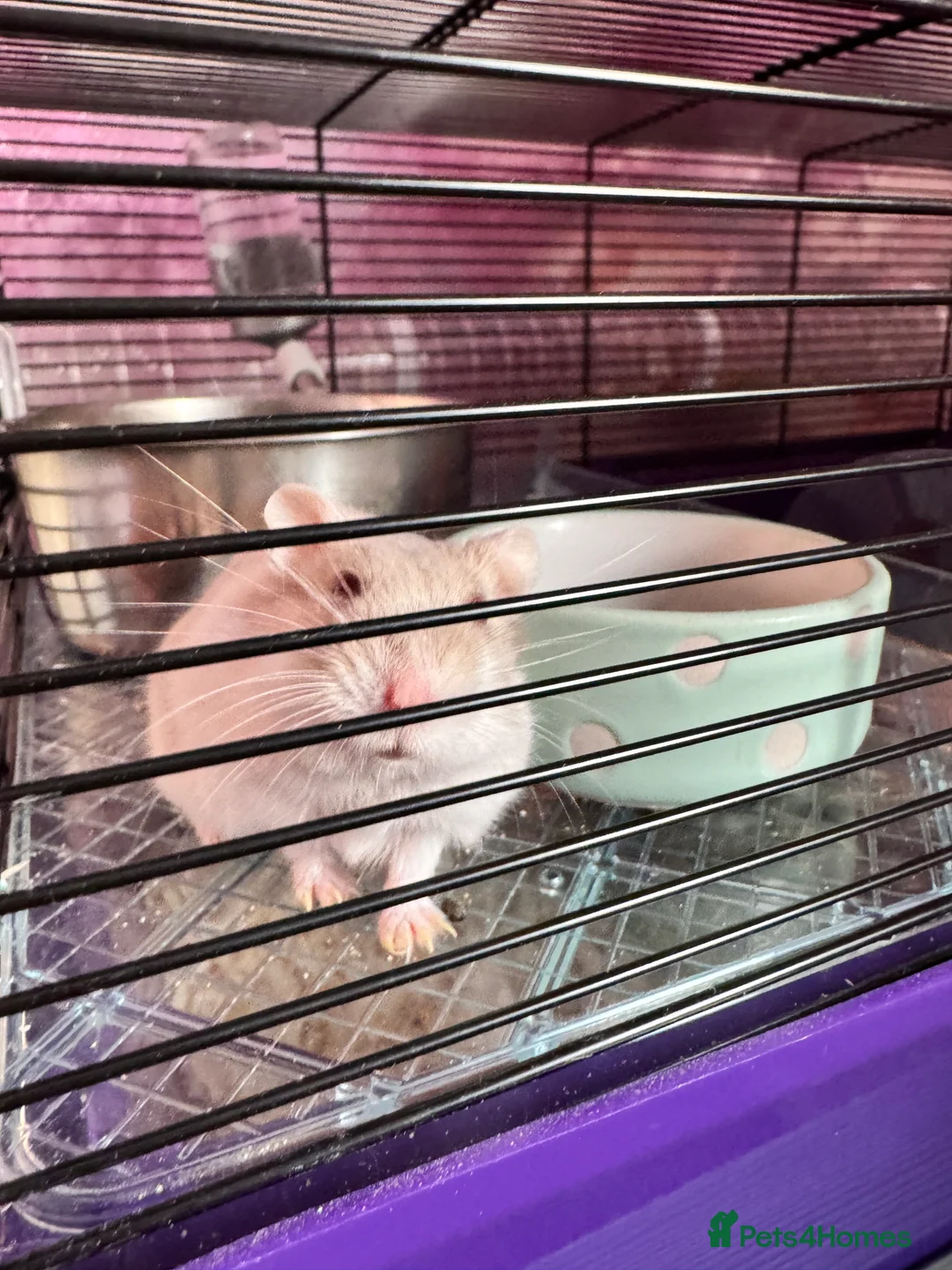 Hamster rodents for sale: Dwarf hamsters to be rehomed - Advert 4