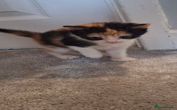 Maine Coon cats for sale: Maine coon cross  - Image 4