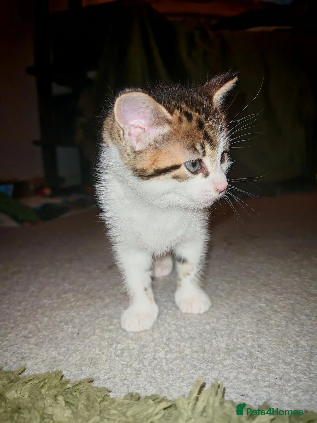 Mixed Breed cats for sale: 4 kittens  in Basingstoke - Advert 5