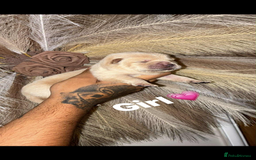 Chow Chow dogs for sale: Chow chow Puppies  - Image 5