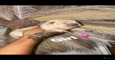 Chow Chow dogs Chow chow Puppies  - Advert 6