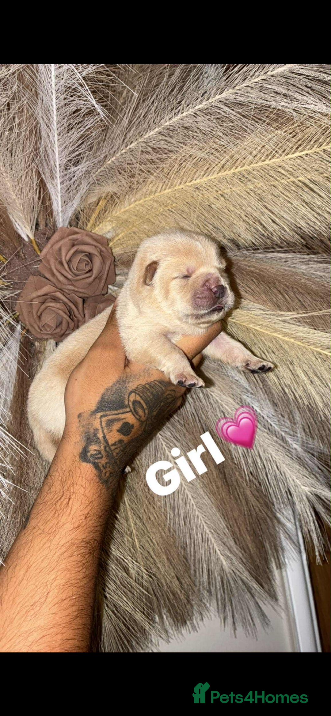 Chow Chow dogs for sale: Chow chow Puppies  - Image 5