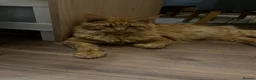 Ragcoon cats for sale: 🐾 Beautiful Maine Coon × Ragdoll Kittens 🐾  in Caerphilly - Advert 1