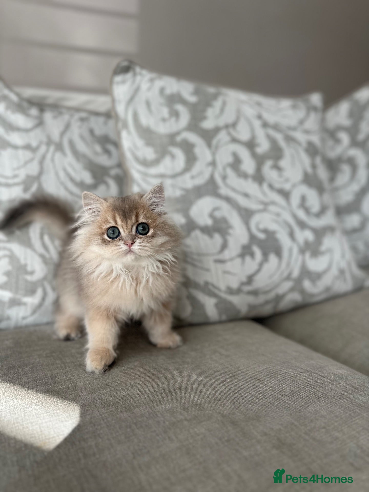 British Longhair cats BLUE GOLDEN 12 weeks old BLH boy - Advert 1