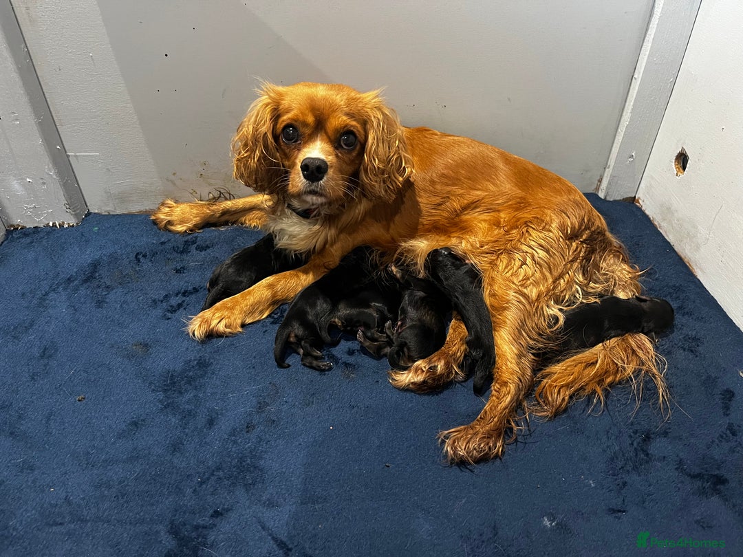 Cavapoo dogs for sale: Cavapoo puppies phantom Black and Tan  - Advert 7