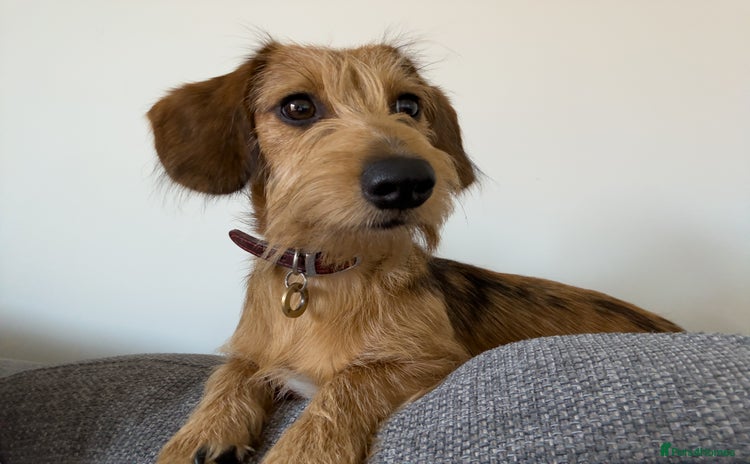 Dachshund dogs - Advert 16