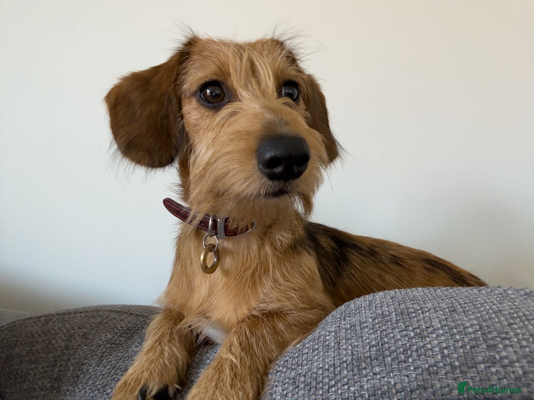Dachshund dogs for sale: Sweet 8mth old Dachshund for pet-free home - Image 1