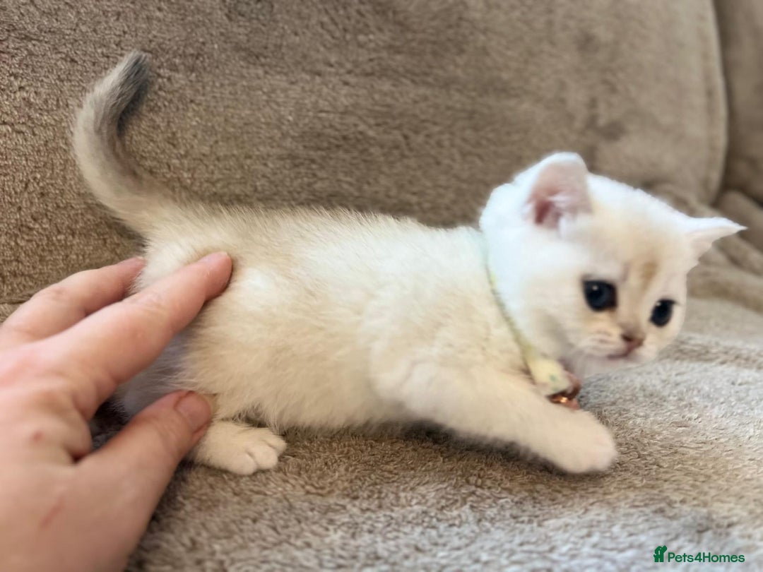 Scottish Fold cats for sale: Beautiful Scottish Straight Kittens - Advert 7