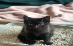 Bombay cats for sale: Black kitten 2 months  - Image 1