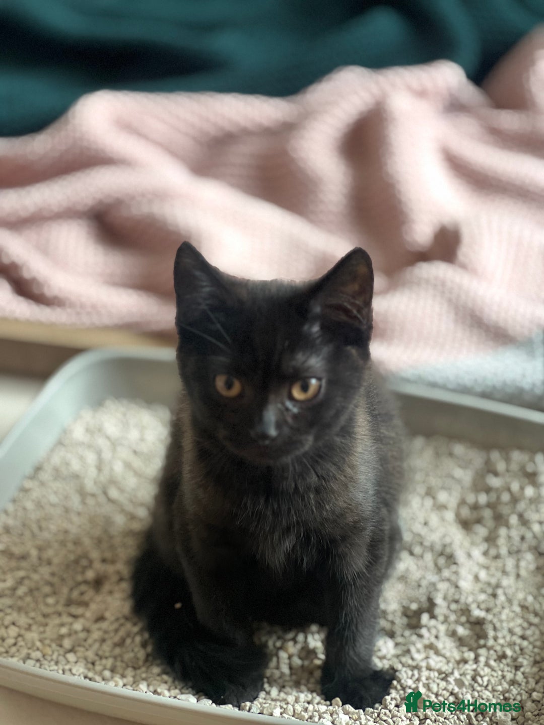 Bombay cats for sale: Black kitten 2 months  - Image 1