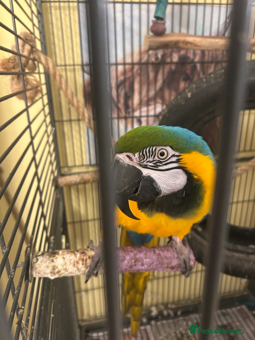 Macaws birds for sale: Blue and gold macaw for sale & cage  in Plymouth - Advert 2