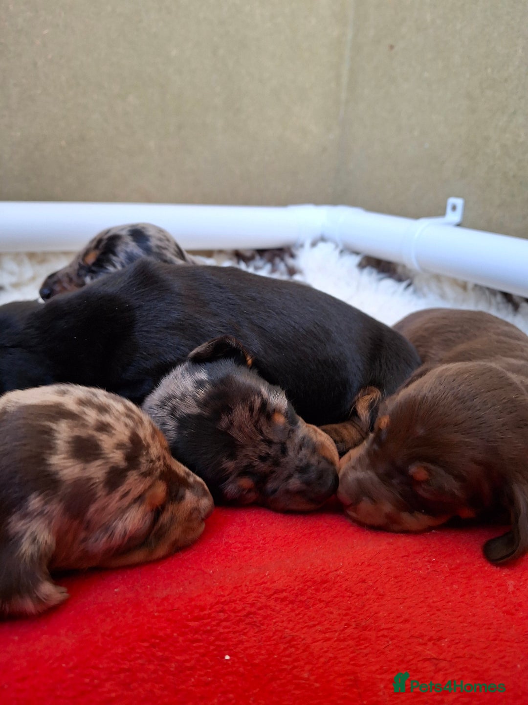 Miniature Dachshund dogs for sale: 🐾❤️ KC Reg Smooth Haired Miniature Dachshunds  - Advert 8