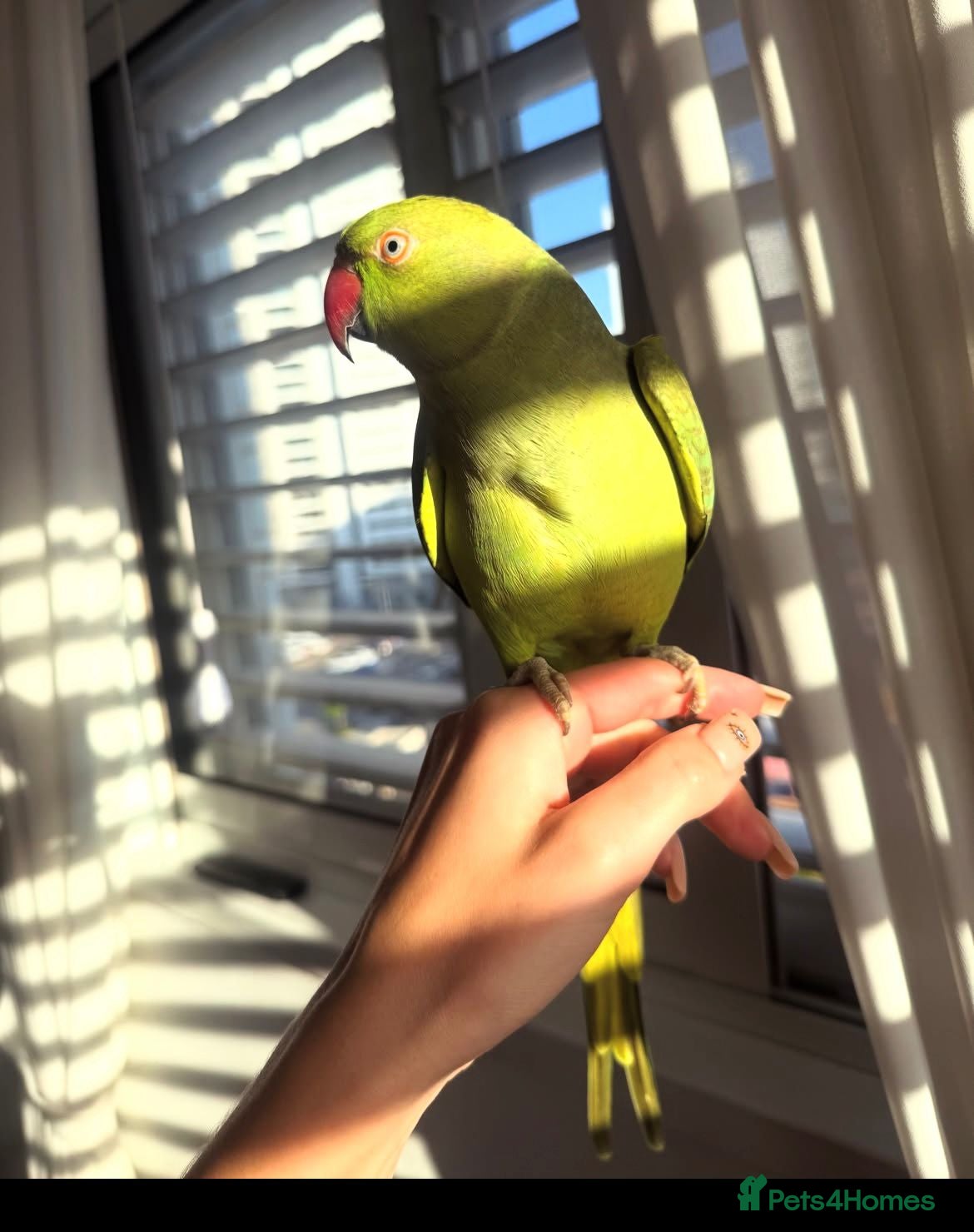 Ringnecks birds Ringneck Parrot to go  - Advert 2