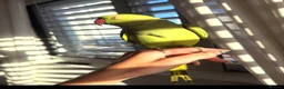 Ringnecks birds for sale: Ringneck Parrot to go  in Willenhall - Advert 2