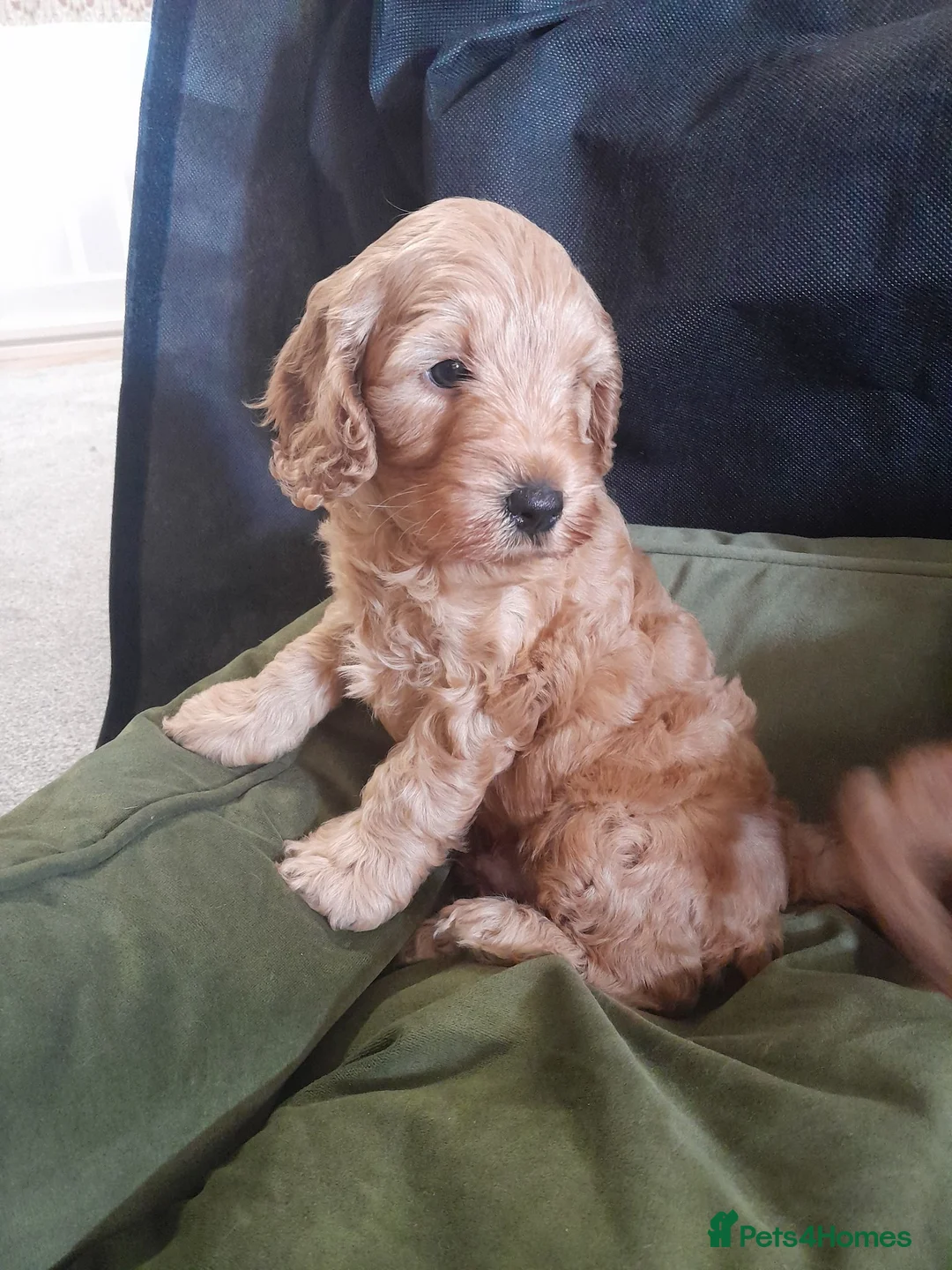 Cockapoo dogs for sale: Stunning Cockapoo Puppies  - Advert 2