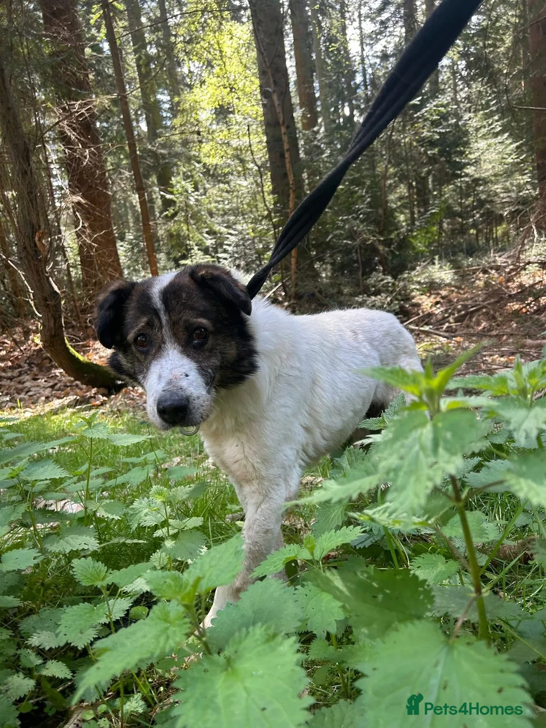 Mixed Breed dogs for adoption: Roger - Norwich Norfolk  in Norwich - Advert 7