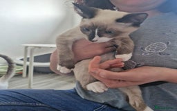 Snowshoe cats for sale: Pedigree snowshoes ready now only two left - Image 15