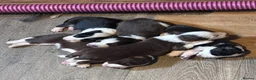 Border Collie dogs for sale: Border Collie Puppies - Advert 24