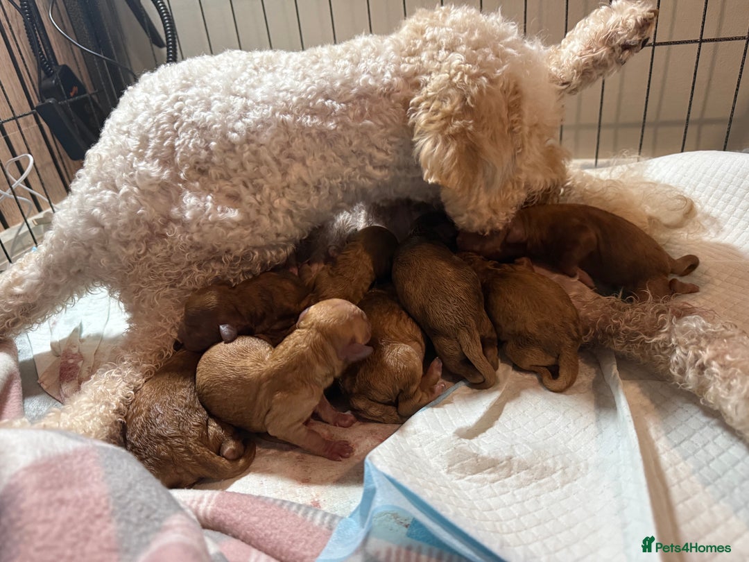 Labradoodle dogs for sale: Beautiful labradoodles  - Advert 31