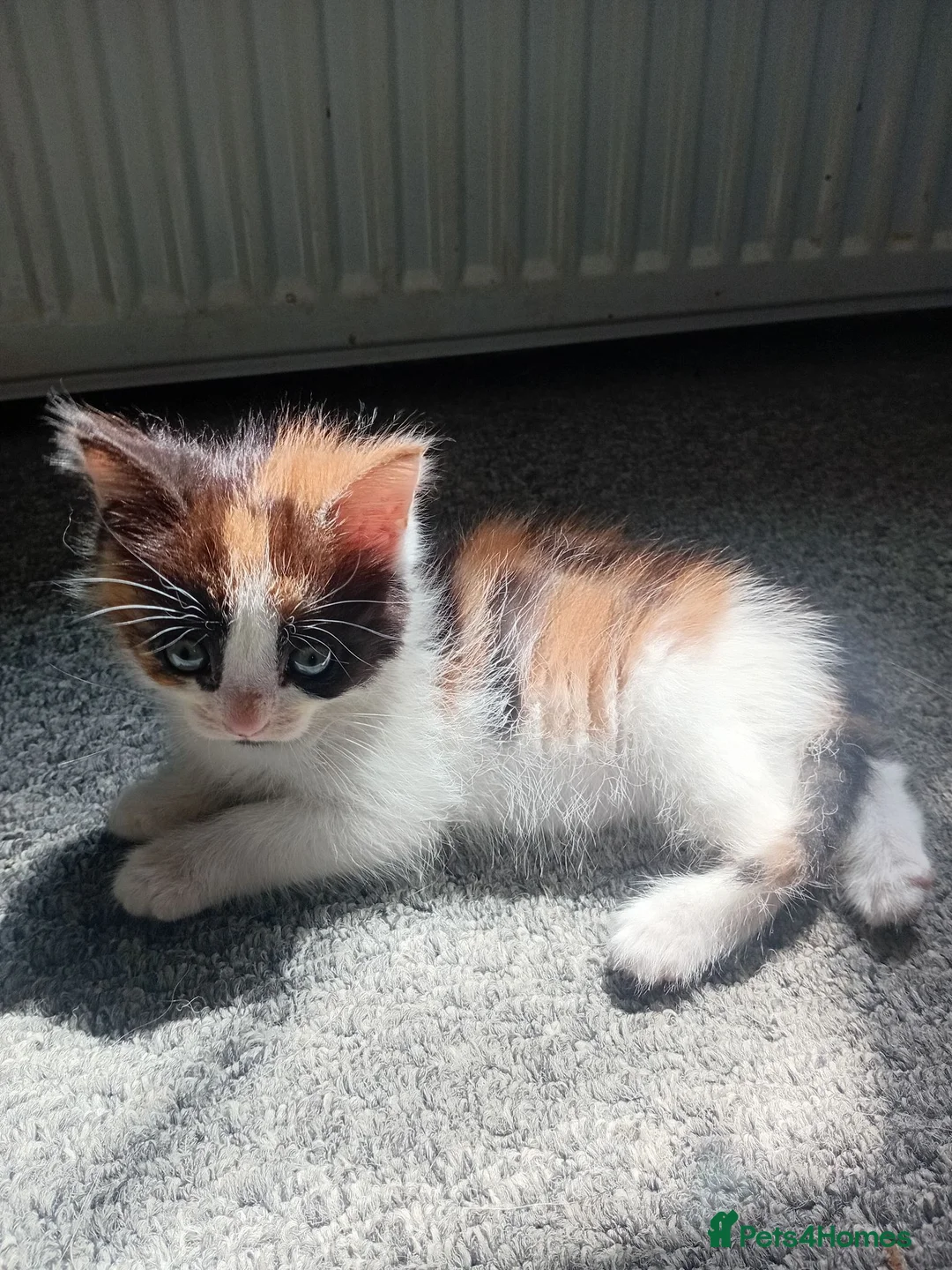 Mixed Breed cats for sale: Miss Jolanta - Advert 2