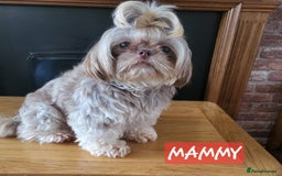Shih Tzu dogs for sale: KC IMPERIAL SHISH TZU - Image 13