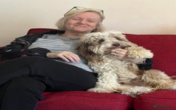 Cockapoo dogs for sale: Cockapoo - Advert 3