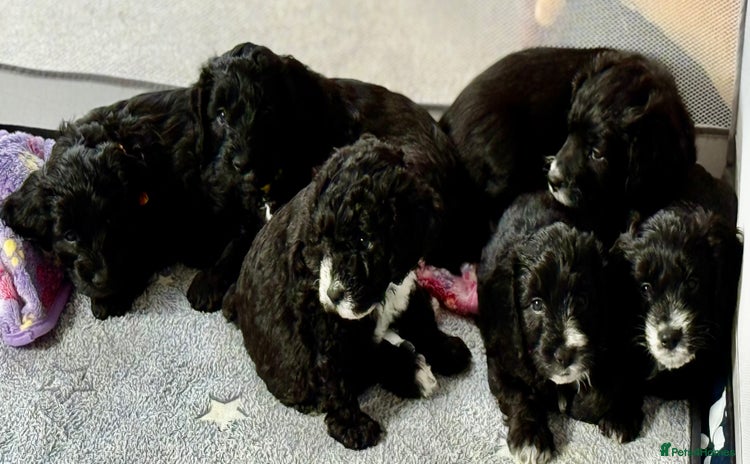 Cockapoo dogs - Advert 4