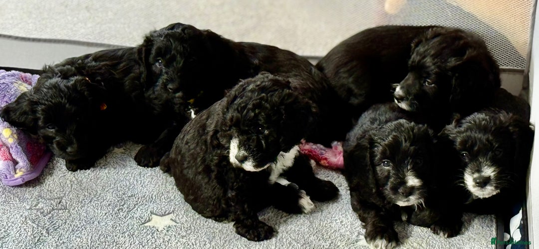 Cockapoo dogs for sale: 🐾 Gorgeous F2 Cockapoo Puppies 🐾 - Image 4