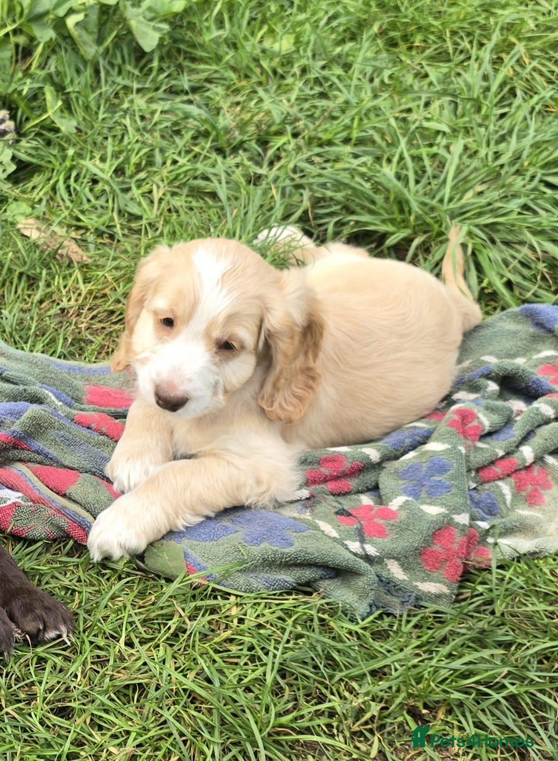 Cockapoo dogs Quality Cockapoo Puppies Homebred Domestic Licence - Advert 1