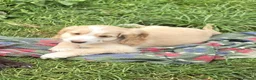 Cockapoo dogs for sale: Quality Cockapoo Puppies Homebred Domestic Licence - Advert 1