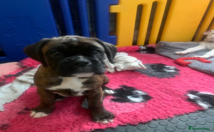 Boxer dogs - Advert 4