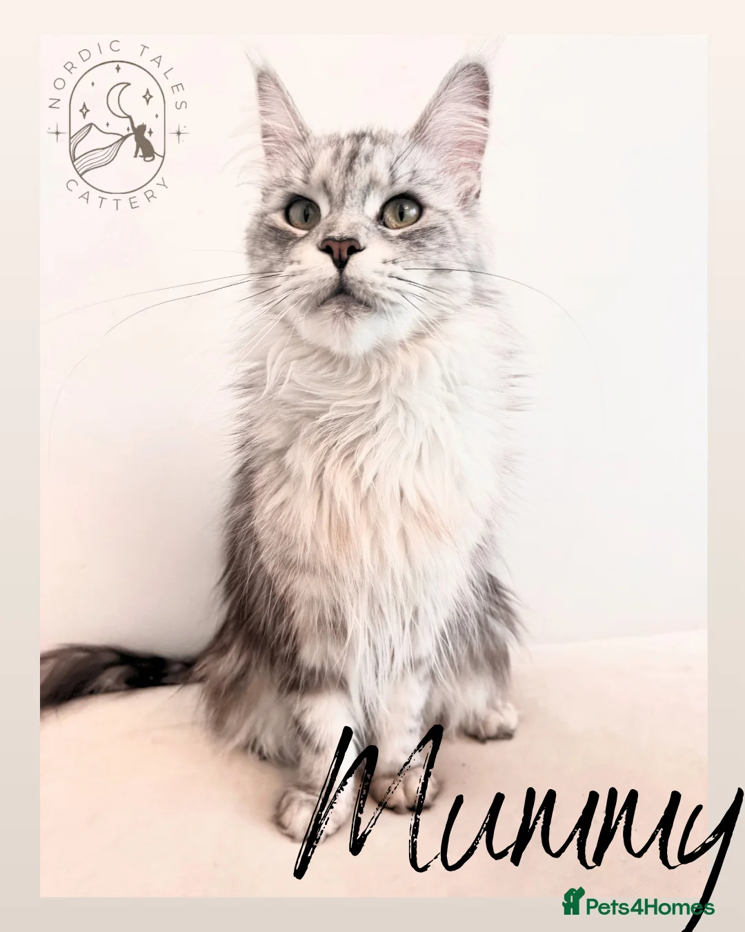Maine Coon cats for sale: Beautiful Large Solid Blue Girl MCO - Advert 8