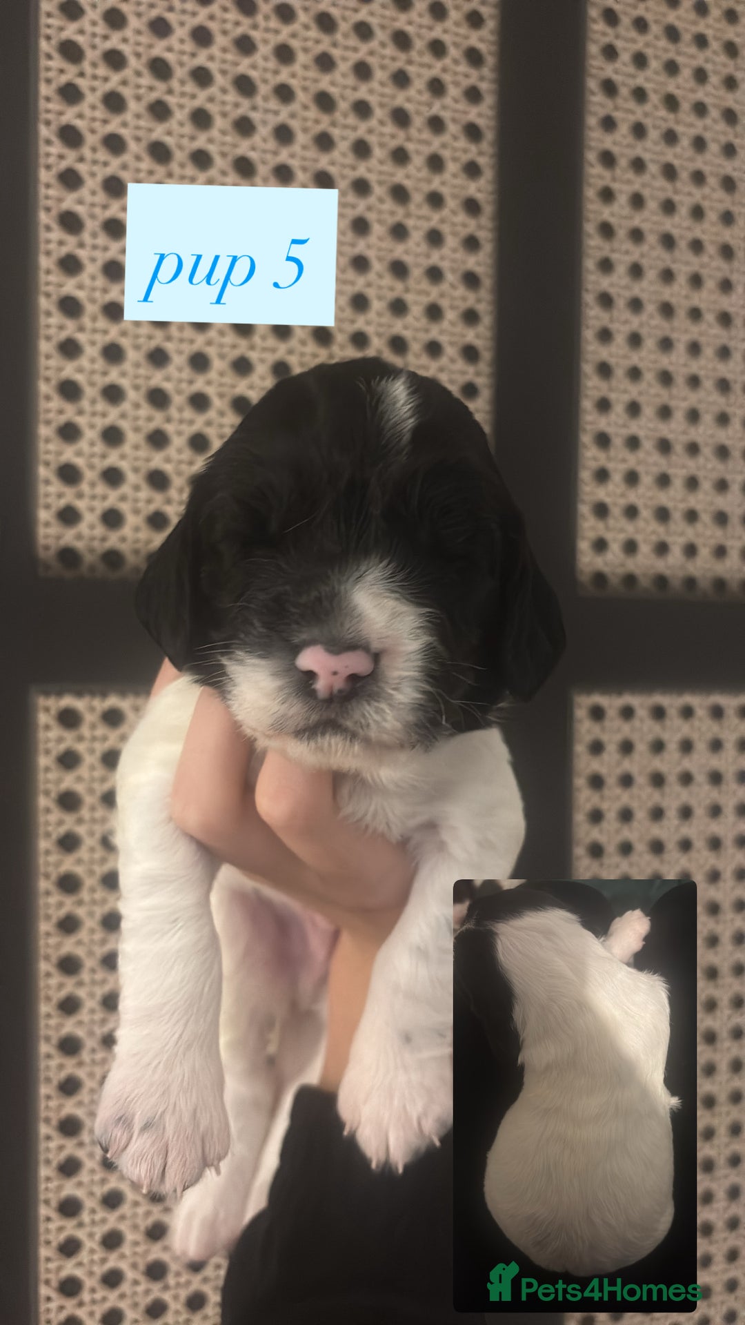 English Springer Spaniel dogs for sale: For sale - Advert 4