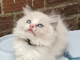 Ragdoll cats in Huntingdon - Advert 6