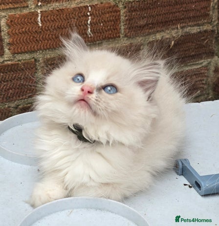 Ragdoll cats in Huntingdon - Advert 9