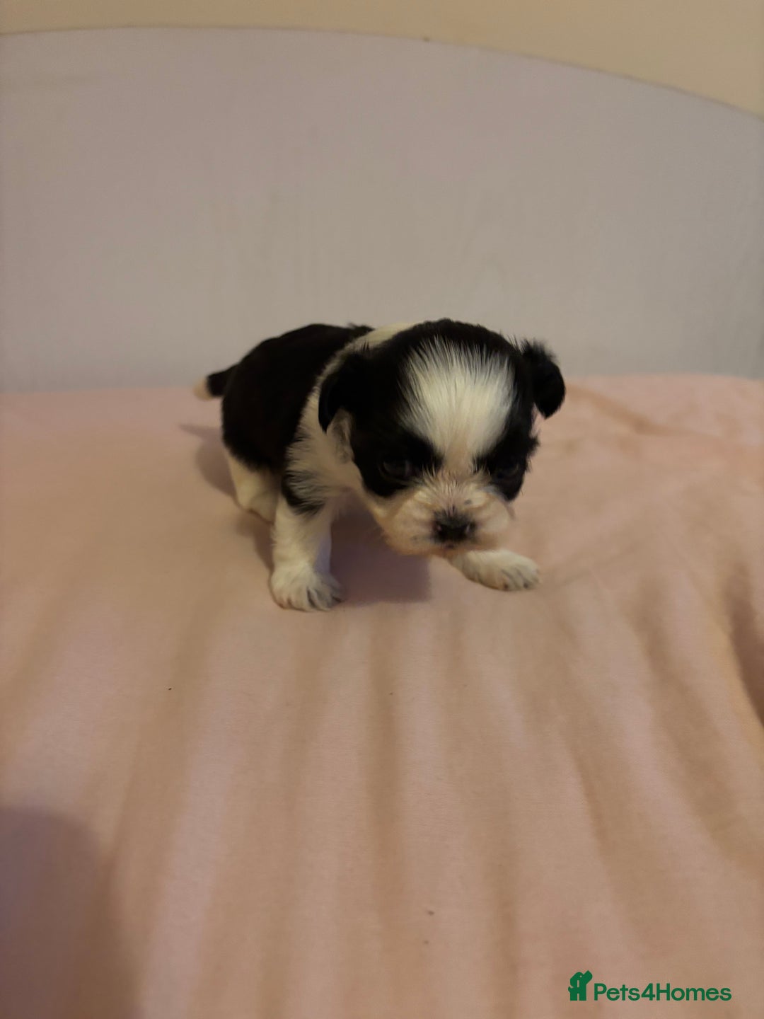 Shih Tzu dogs for sale: Shih Tzu puppies - Advert 15