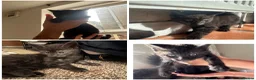 Mixed Breed cats for sale:  kittens looking for a loving forever home 🐾 in Ipswich - Advert 6