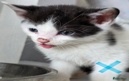 Mixed Breed cats for sale: Adorable kittens needing homes - Image 9