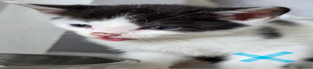 Kitten 4