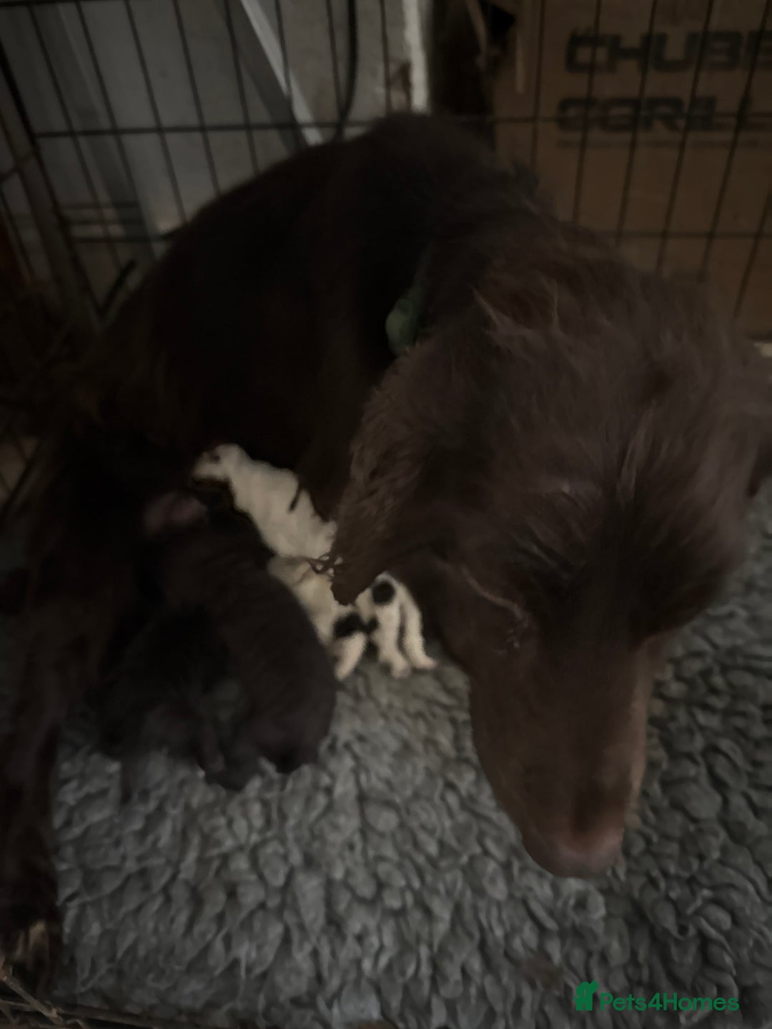 Cockapoo dogs for sale: Miniature cockapoos - Image 1
