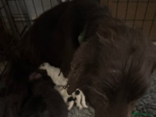 Cockapoo dogs - Advert 3