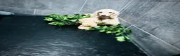 Miniature Dachshund dogs for sale: Cream/blonde long hair kc reg miniature dachshund  - Advert 11