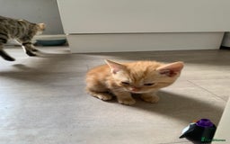 Bengal cats for sale: Bengal cross - Image 11