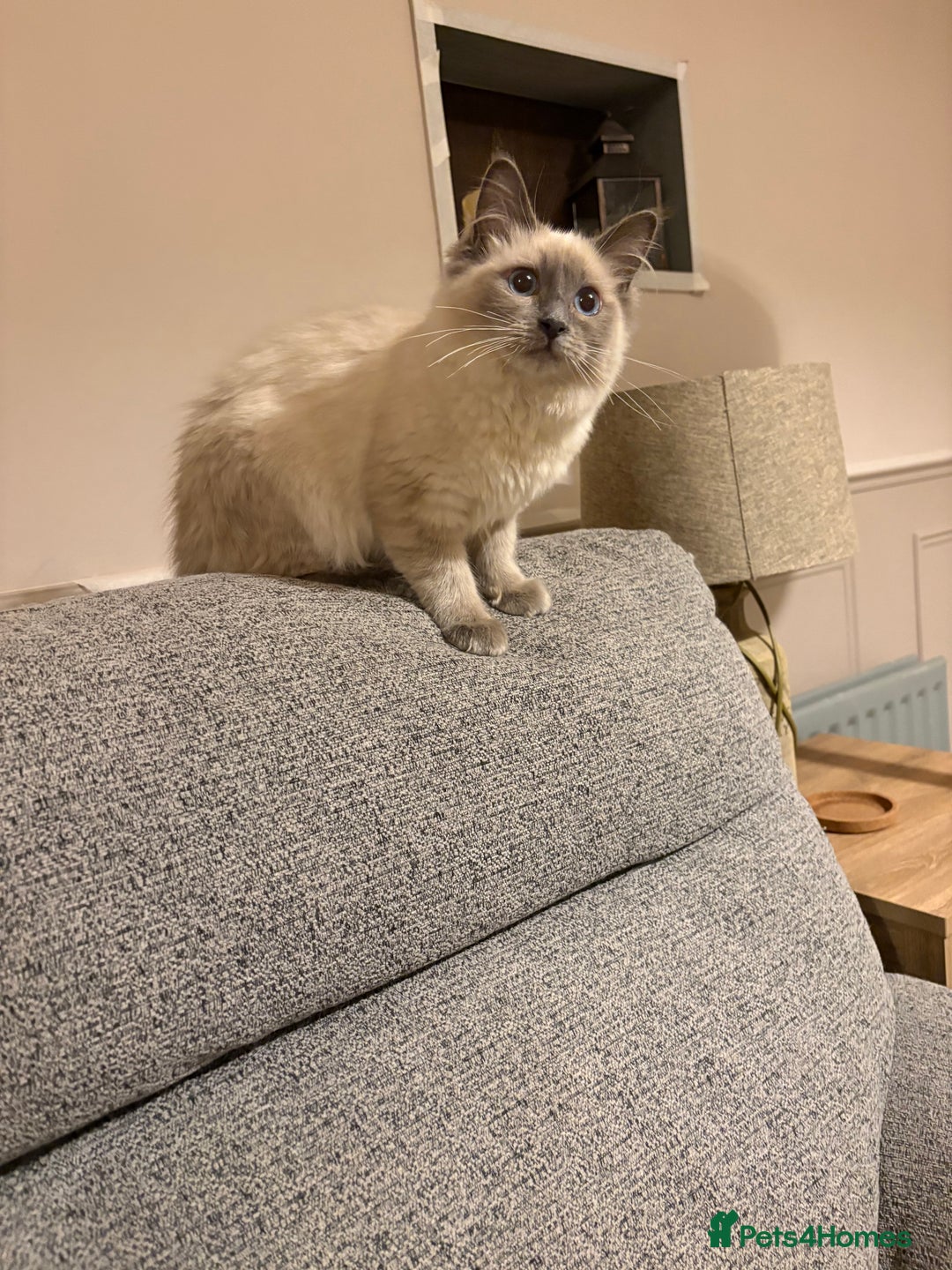 Ragdoll cats for sale: Beautiful GCCF Ragdoll Kittens  - Advert 18