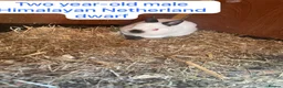 Mixed Breed rabbits for sale: Mix rabbits please read listing  - Advert 23