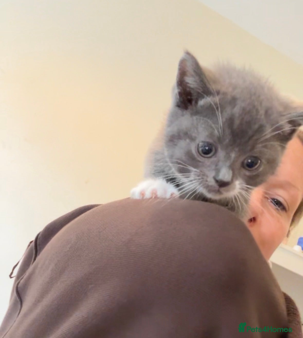 Mixed Breed cats BSH X kittens for sale  - Advert 5