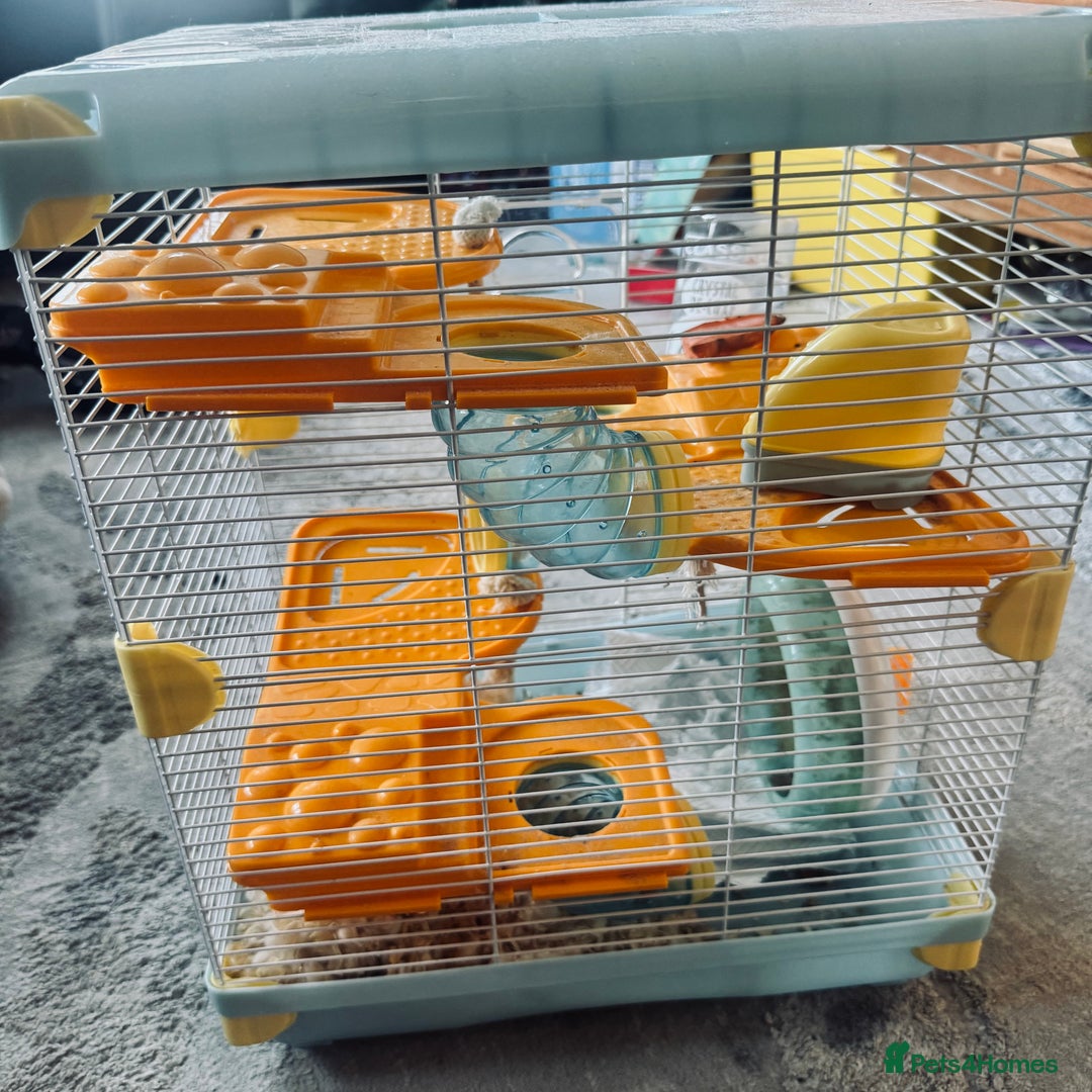 Hamster rodents for sale: Hamster free to good home  - Advert 4